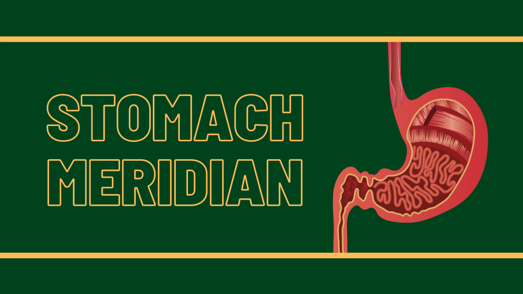 Stomach meridian: digestion meridians