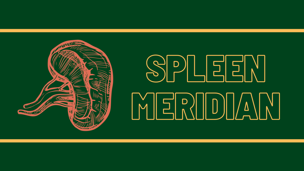 Spleen Meridian