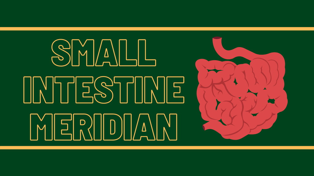 Small Intestine Meridian: Digestion Meridians