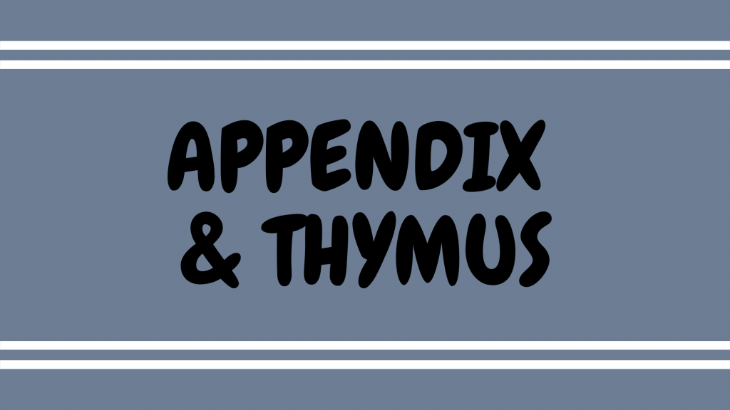 appendix meridian, thymus meridian